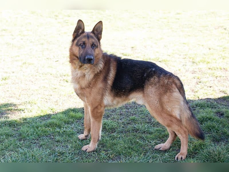 SANCHO - hundeerfahrene Menschen gesucht, die diesen tollen Rüden führen und leiten können!