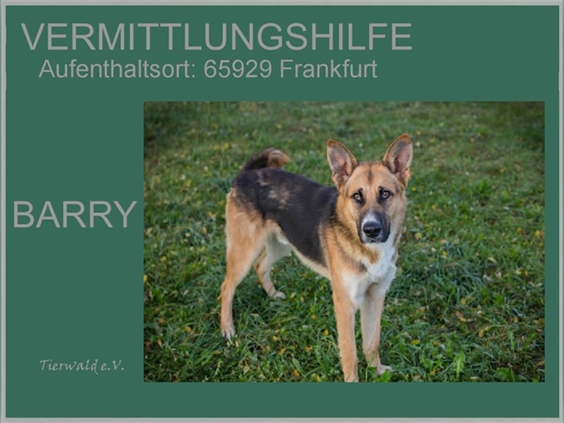 BARRY - der hübsche Junge muss noch einiges lernen und sucht eine hundeerfahrene Familie
