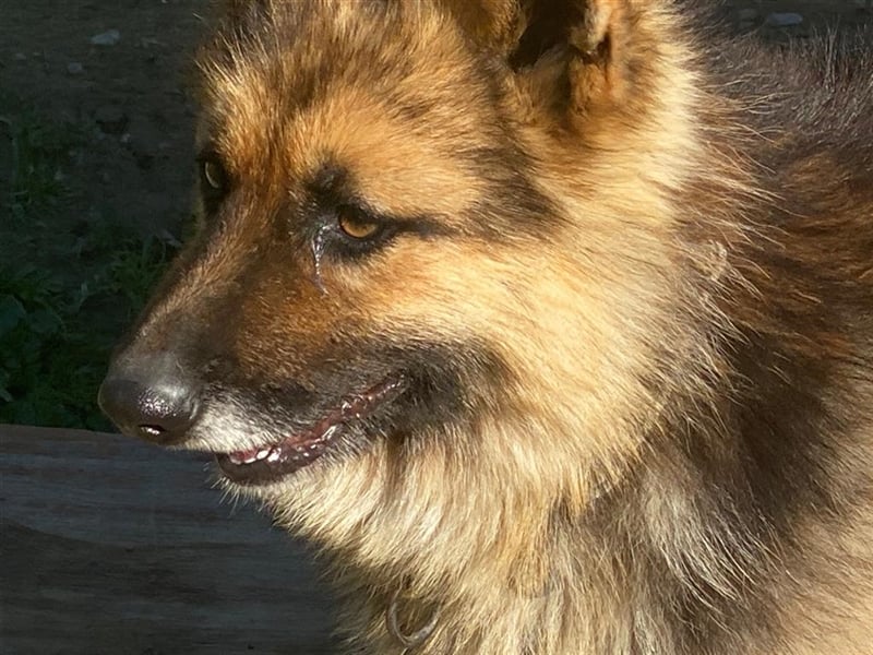 Zorrito