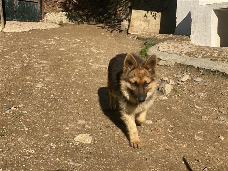 Zorrito