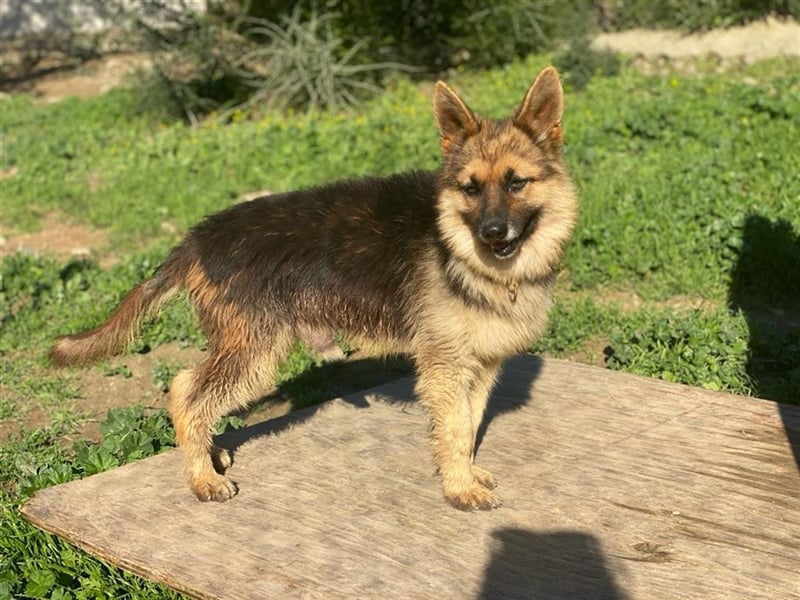 Zorrito