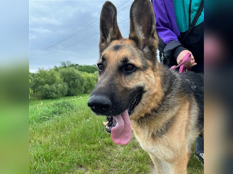 Cezar sucht sein forever home ❤️