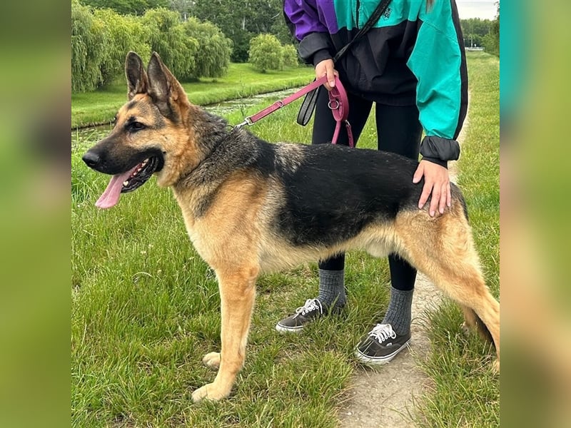 Cezar sucht sein forever home ❤️