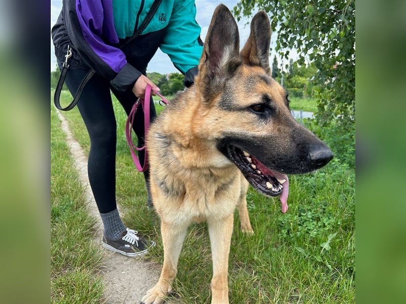 Cezar sucht sein forever home ❤️