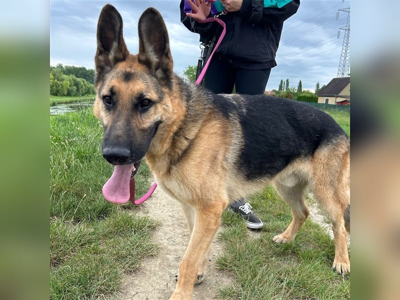 Cezar sucht sein forever home ❤️