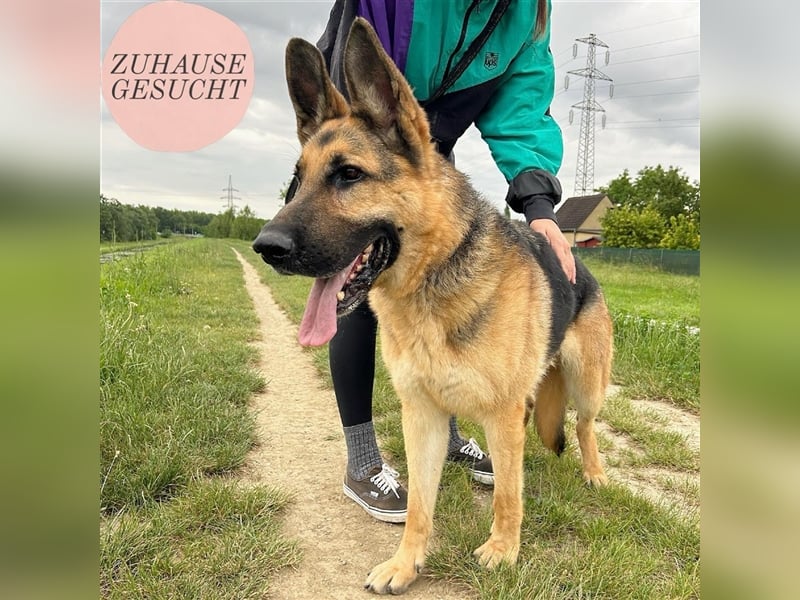 Cezar sucht sein forever home ❤️