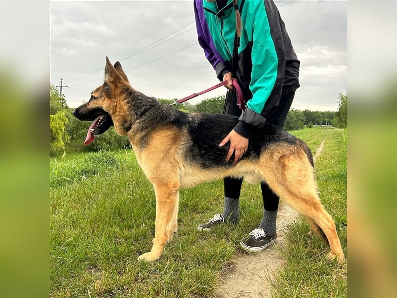 Cezar sucht sein forever home ❤️