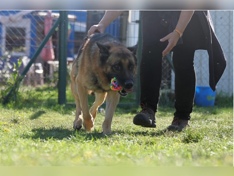 Pensionierter Arbeitshund Strolch sucht liebevolles Zuhause
