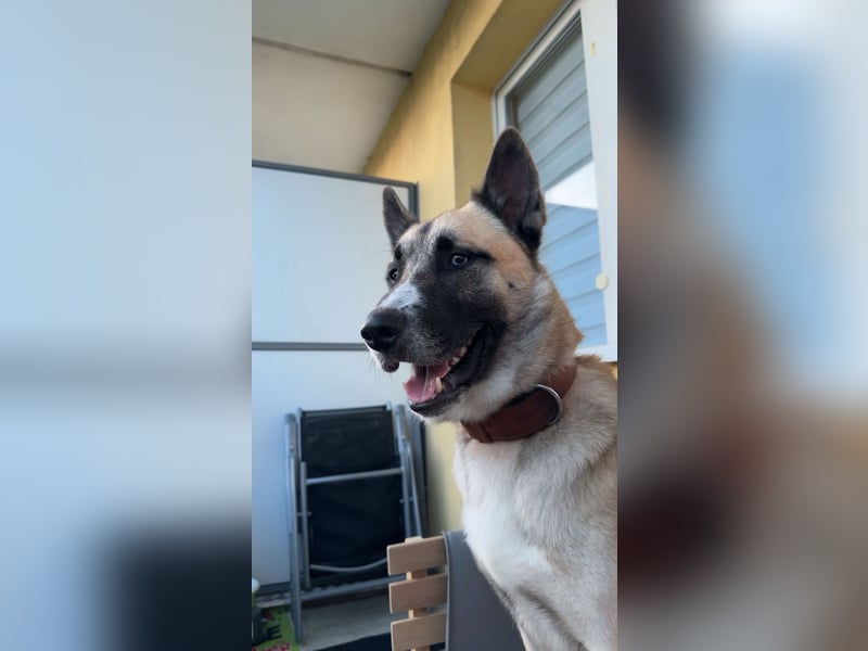 Husky - Malinois Mix