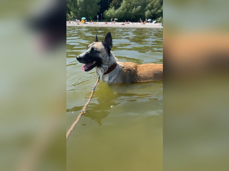 Husky - Malinois Mix
