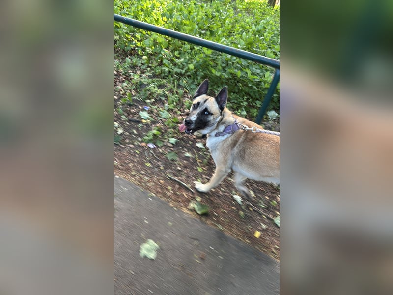 Husky - Malinois Mix