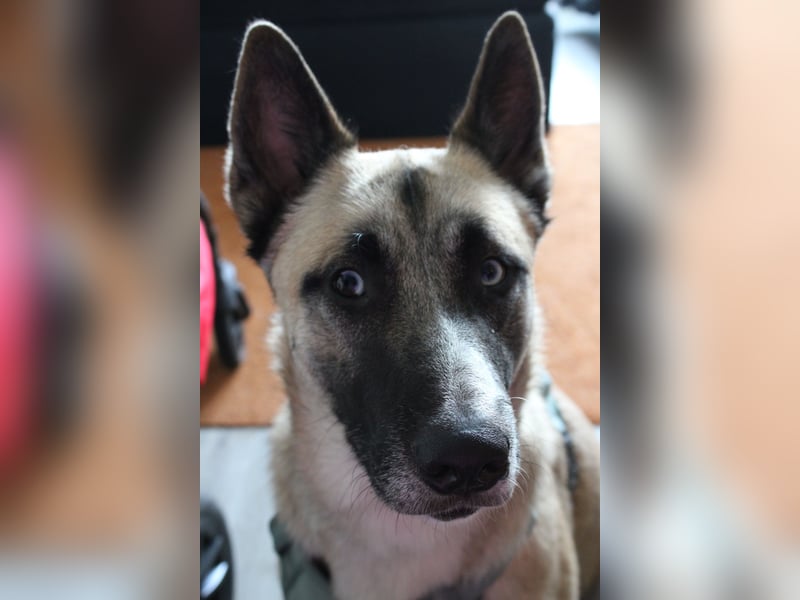 Husky - Malinois Mix