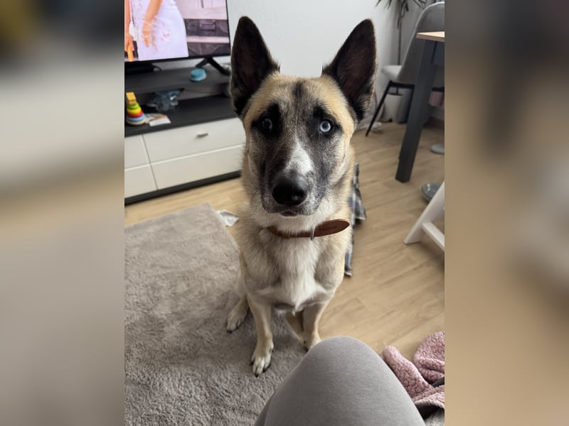 Husky - Malinois Mix