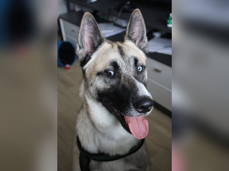 Husky - Malinois Mix