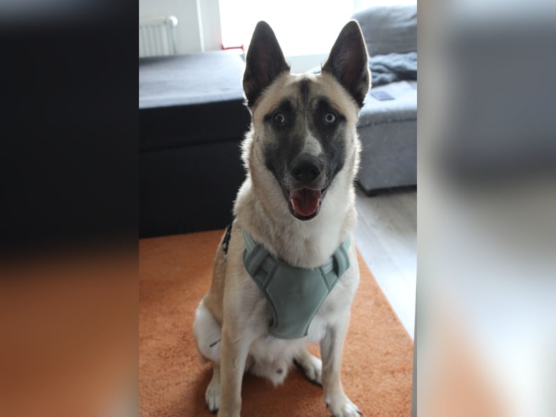 Husky - Malinois Mix