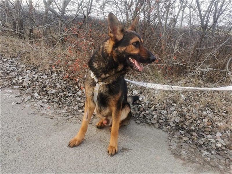 Jimmi, neugieriger Schäferhund (Mix?), ca. 7 Jahre, ca. 30kg