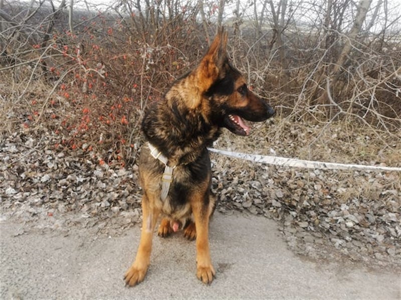 Jimmi, neugieriger Schäferhund (Mix?), ca. 7 Jahre, ca. 30kg