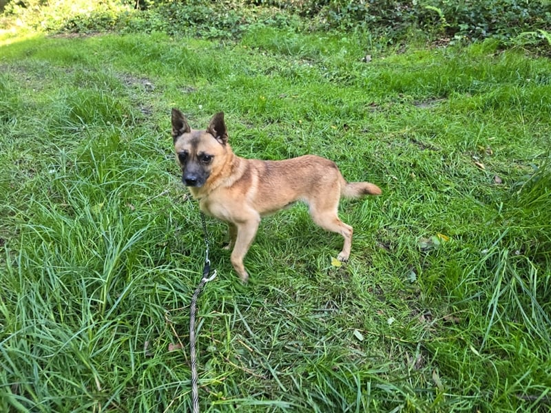 Kleiner Marlo
