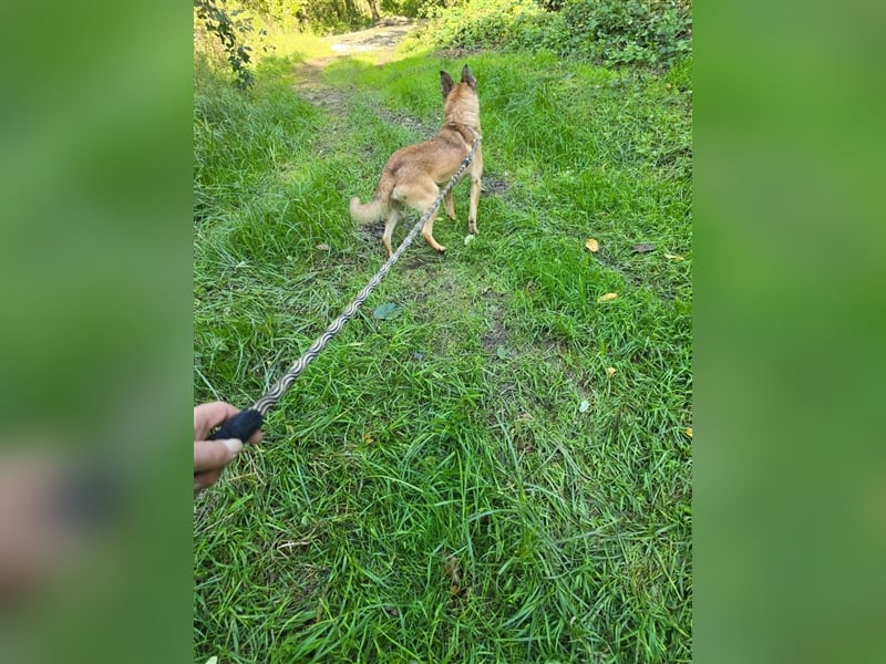 Kleiner Marlo
