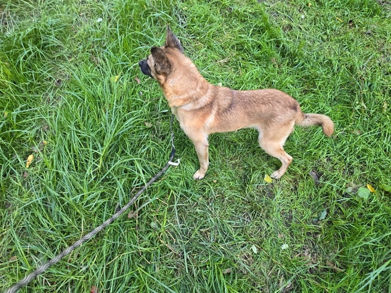 Kleiner Marlo