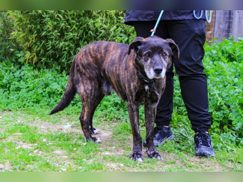 Nero, Mix Schäferhund / Castro Laboreiro, lieb und sozial