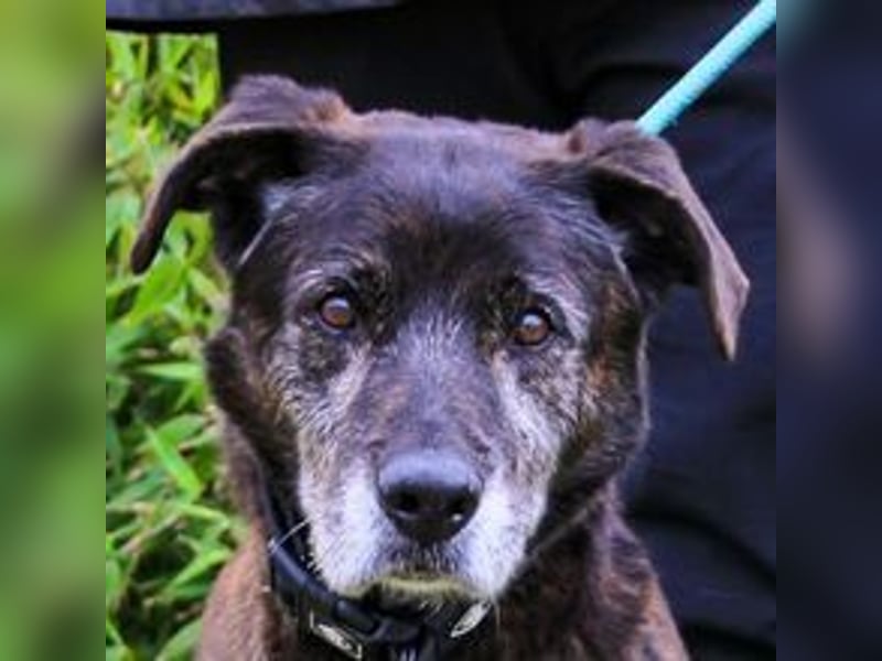 Nero, Mix Schäferhund / Castro Laboreiro, lieb und sozial