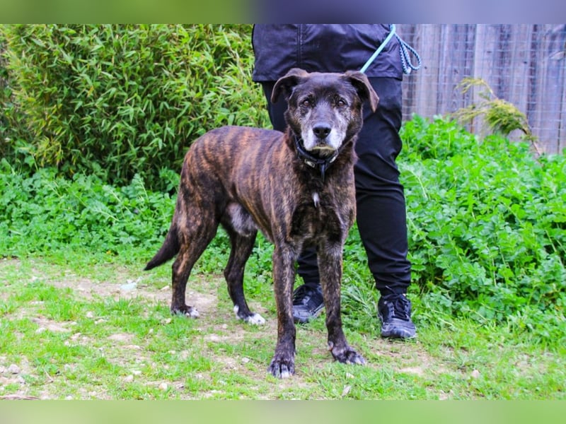 Nero, Mix Schäferhund / Castro Laboreiro, lieb und sozial