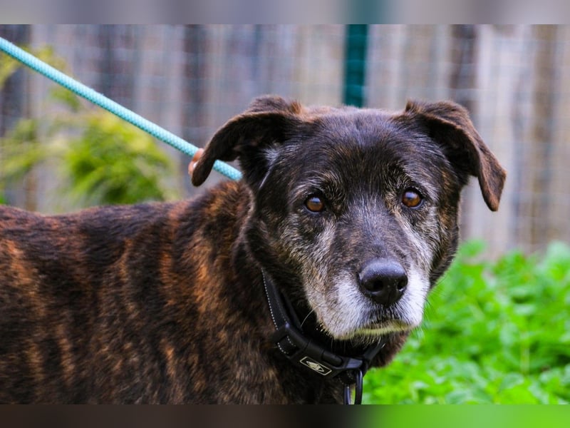 Nero, Mix Schäferhund / Castro Laboreiro, lieb und sozial
