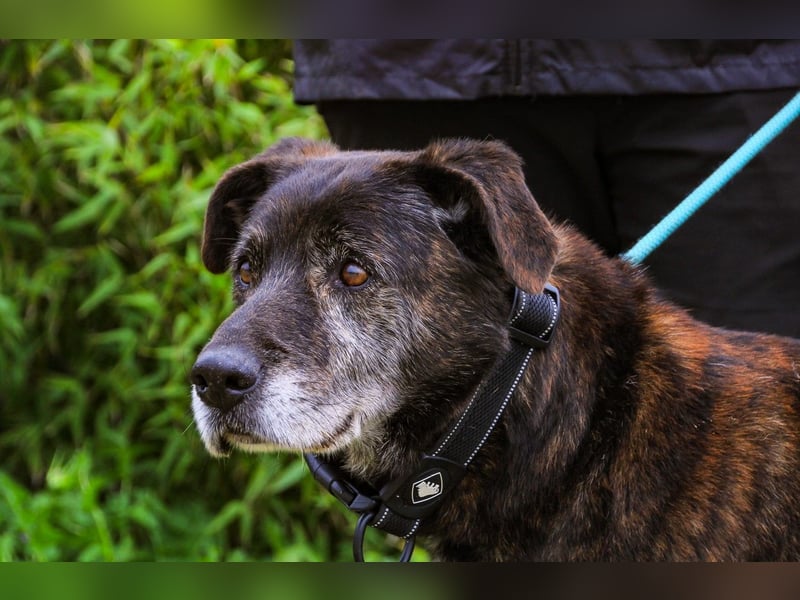 Nero, Mix Schäferhund / Castro Laboreiro, lieb und sozial