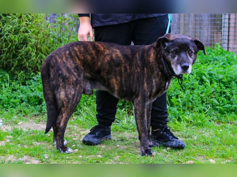 Nero, Mix Schäferhund / Castro Laboreiro, lieb und sozial