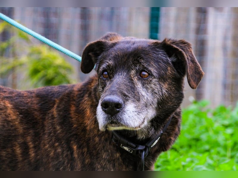 Nero, Mix Schäferhund / Castro Laboreiro, lieb und sozial