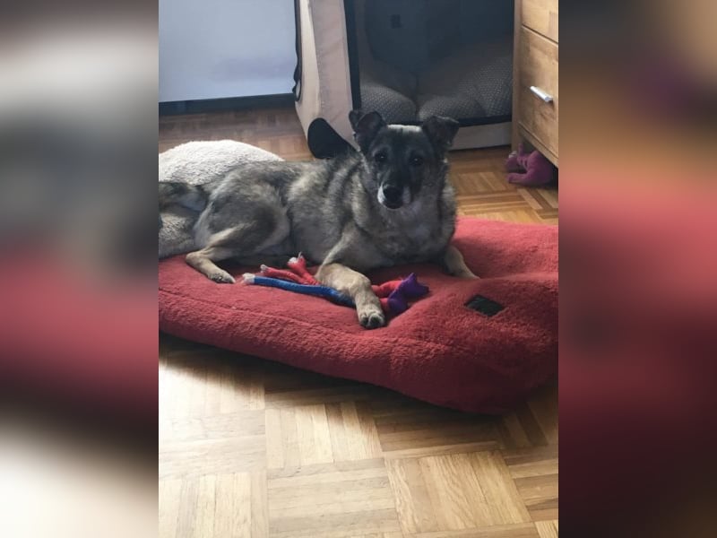 Bobby sucht  ein Zuhause