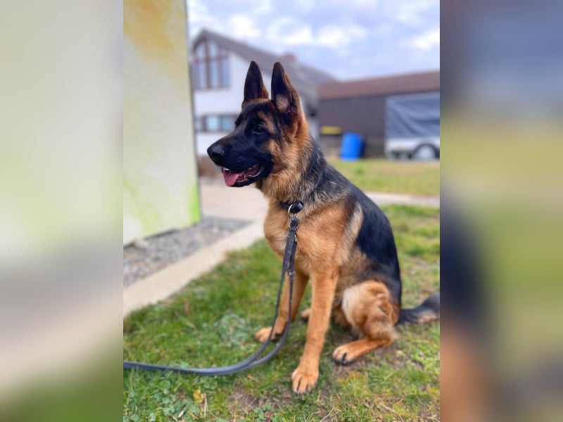 Archie - verschmust unf freundlich