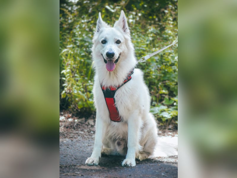 Rocky - unkomplizierter Familienhund