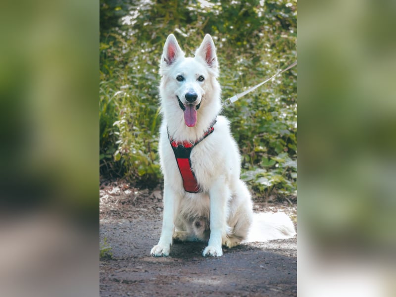 Rocky - unkomplizierter Familienhund