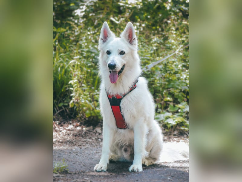 Rocky - unkomplizierter Familienhund