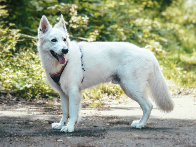 Rocky - unkomplizierter Familienhund