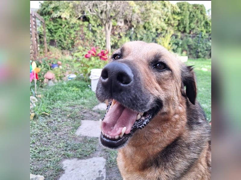 Schäferhund Mischling Rocky sucht ein neues zuhause