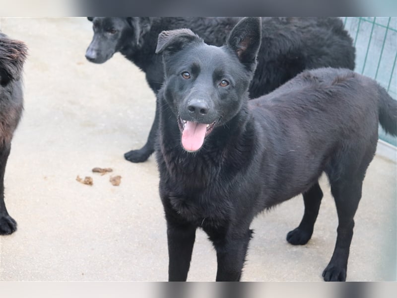 Schäferhund Mischling Zombul sucht seine Menschen
