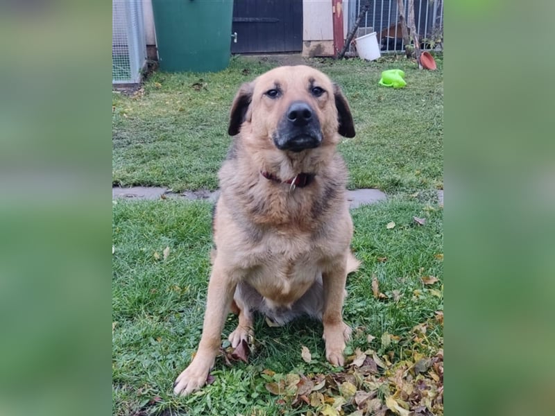 Schäferhund Mischling Rocky sucht ein neues zuhause