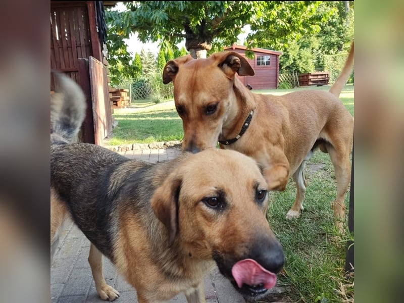 Schäferhund Mischling Rocky sucht ein neues zuhause