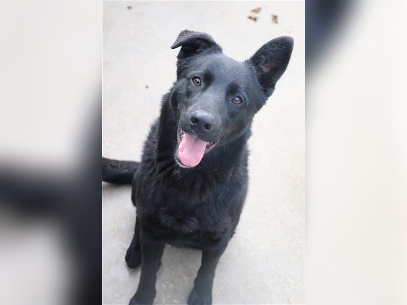 Schäferhund Mischling Zombul sucht seine Menschen