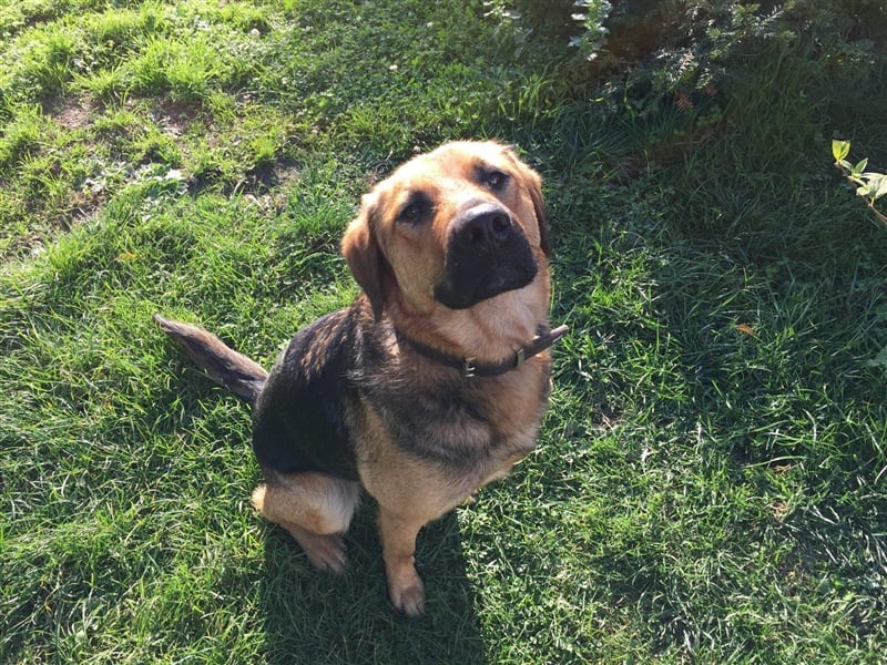 Schäferhund Mischling Rocky sucht ein neues zuhause