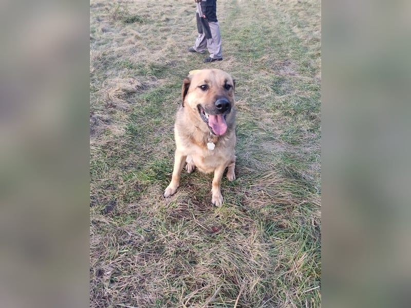 Schäferhund Mischling Rocky sucht ein neues zuhause