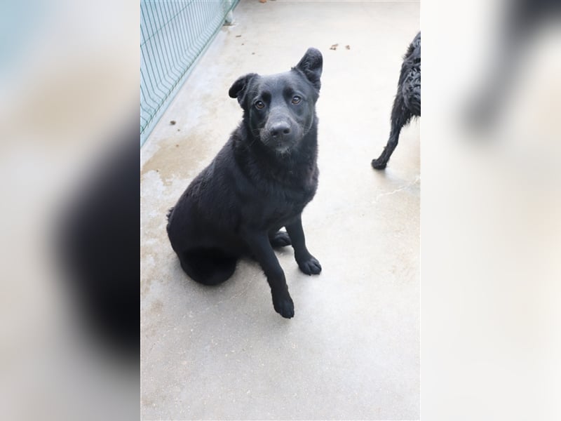 Schäferhund Mischling Zombul sucht seine Menschen