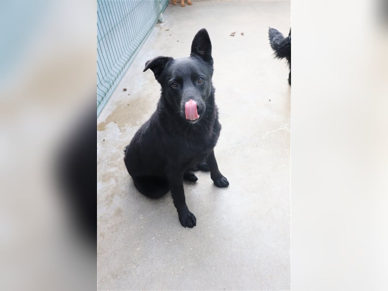 Schäferhund Mischling Zombul sucht seine Menschen