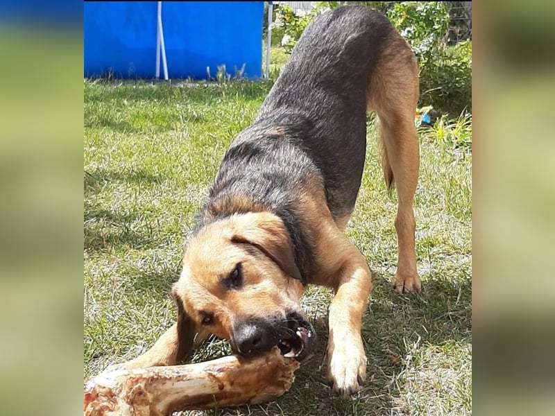 Schäferhund Mischling Rocky sucht ein neues zuhause