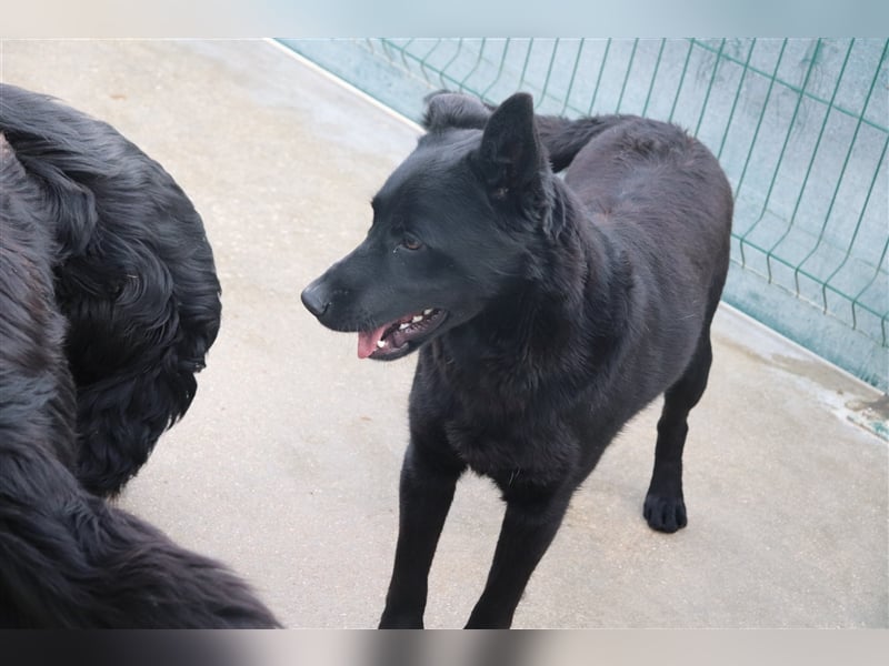 Schäferhund Mischling Zombul sucht seine Menschen