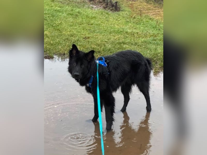 Bodhi - Neues Jahr, neues Glück? (67489 Kirrweiler)