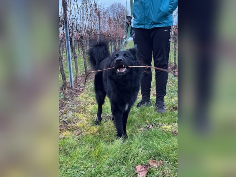 Bodhi - Neues Jahr, neues Glück? (67489 Kirrweiler)